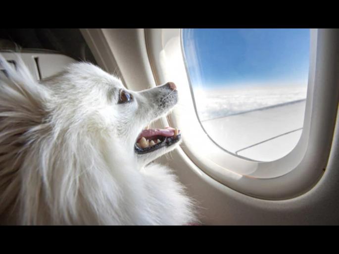 OMG : Private Jet Hired For Rs 9.06 Lakh To Fly Pets From Delhi To Mumbai | OMG : लॉकडाऊनमध्ये अडकलेले पाळीव कुत्रे 'Private Jet' ने मुंबईला येणार, बघा खर्च किती होणार! OMG : Private Jet Hired For Rs 9.06 Lakh To Fly Pets From Delhi To Mumbai | OMG : लॉकडाऊनमध्ये अडकलेले पाळीव कुत्रे 'Private Jet' ने मुंबईला येणार, बघा खर्च किती होणार!