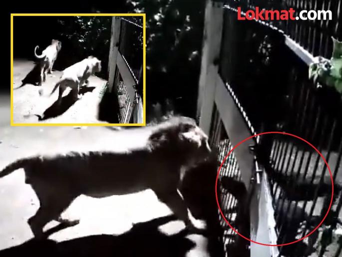 Two dogs fight with two Lions in Savarkundla village of Amreli District in Gujarat | अबब..! चक्क सिंहाला भिडले दोन पाळीव कुत्रे; मोठ्या धाडसाने केले गाईंचे रक्षण, पाहा video Two dogs fight with two Lions in Savarkundla village of Amreli District in Gujarat | अबब..! चक्क सिंहाला भिडले दोन पाळीव कुत्रे; मोठ्या धाडसाने केले गाईंचे रक्षण, पाहा video