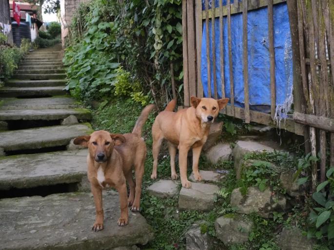 Ban on dog meat lifted in nagaland state; The High Court lifted the ban imposed 3 years ago | या राज्यात कुत्र्याच्या मांसावरील बंदी हटवली; हायकोर्टाने 3 वर्षांपूर्वी घातलेली बंदी हटवली Ban on dog meat lifted in nagaland state; The High Court lifted the ban imposed 3 years ago | या राज्यात कुत्र्याच्या मांसावरील बंदी हटवली; हायकोर्टाने 3 वर्षांपूर्वी घातलेली बंदी हटवली