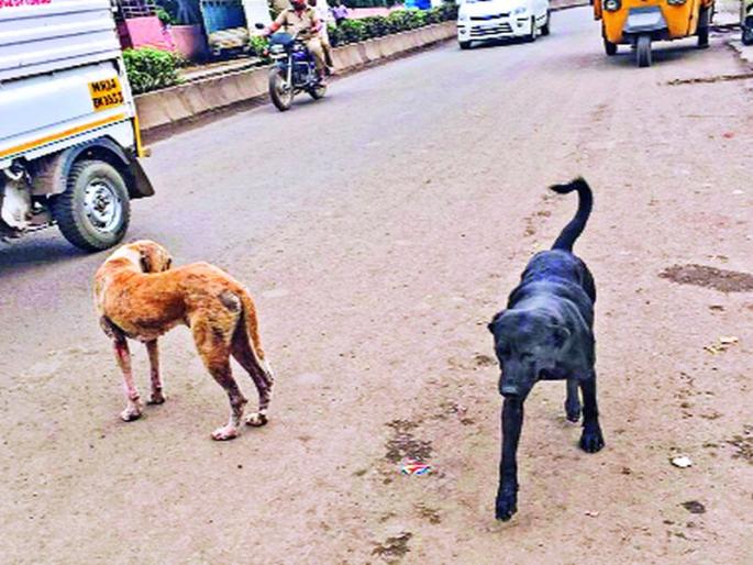 Kidney bite of children in Indrayani Nagar | इंद्रायणीनगरमध्ये मुलाला कुत्र्याचा चावा, नागरिक त्रस्त Kidney bite of children in Indrayani Nagar | इंद्रायणीनगरमध्ये मुलाला कुत्र्याचा चावा, नागरिक त्रस्त