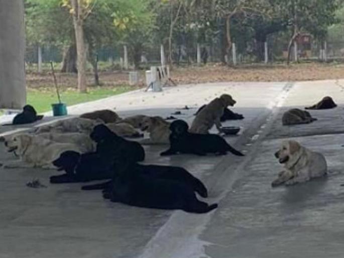 These dogs are national heroes and this is how you can adopt | 'या' श्वानांनी ७ वर्षे केली देशाची सेवा, आता त्यांना आहे तुमची गरज! These dogs are national heroes and this is how you can adopt | 'या' श्वानांनी ७ वर्षे केली देशाची सेवा, आता त्यांना आहे तुमची गरज!
