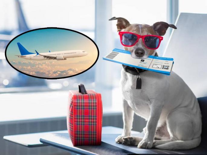 Two female dogs will go to Canada on flight with business class ticket read interesting reason | दोन कुत्रे विमानाने कॅनडाला जाणार, 'बिझनेस क्लास'चं तिकीटही काढलं! जाणून घ्या यामागचं कारण Two female dogs will go to Canada on flight with business class ticket read interesting reason | दोन कुत्रे विमानाने कॅनडाला जाणार, 'बिझनेस क्लास'चं तिकीटही काढलं! जाणून घ्या यामागचं कारण