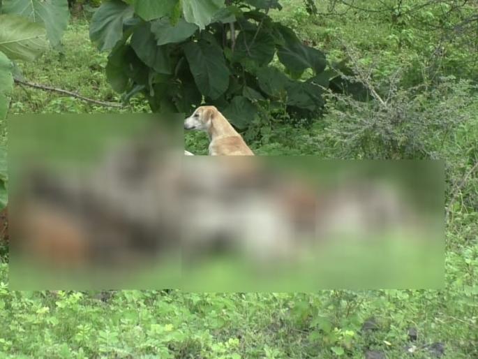 Dogs from Bhokardan disposal in Girda Forest in Buldhana district | भोकरदनच्या उपद्रवी मोकाट कुत्र्यांची गिरड्यात विल्हेवाट!