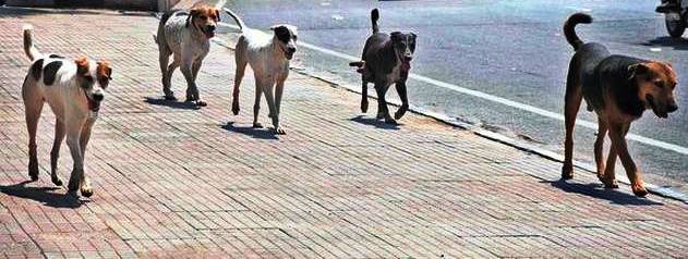 Senior citizens are afraid because of Dombivli wandering woes: KDMC urges to take immediate measures | डोंबिवलीत भटक्या कुत्र्यांच्या हल्यांमुळे ज्येष्ठ नागरिक भयभित: केडीएमसीने तात्काळ उपाय करण्याची मागणी Senior citizens are afraid because of Dombivli wandering woes: KDMC urges to take immediate measures | डोंबिवलीत भटक्या कुत्र्यांच्या हल्यांमुळे ज्येष्ठ नागरिक भयभित: केडीएमसीने तात्काळ उपाय करण्याची मागणी