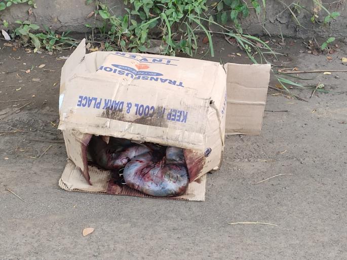 News of abortion in Kolhapur | अर्भके टाकल्याच्या वृत्ताने उडाली खळबळ