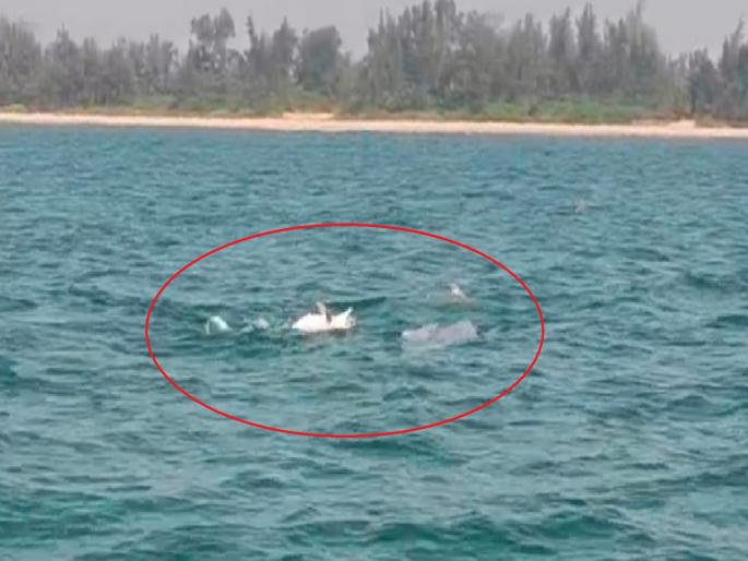 Colleagues carry dead dolphin from sea at Talashil in Sindhudurg on their backs | Sindhudurg: मृत डॉल्फिनला सहकाऱ्यांनी पाठीवरून नेले, 'आँखो देखी'ने पर्यटकांचे डोळे पाणावले Colleagues carry dead dolphin from sea at Talashil in Sindhudurg on their backs | Sindhudurg: मृत डॉल्फिनला सहकाऱ्यांनी पाठीवरून नेले, 'आँखो देखी'ने पर्यटकांचे डोळे पाणावले