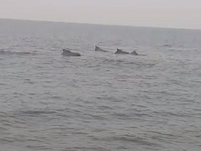 Tourists spotted dolphins in Murud sea in Ratnagiri district | मुरुड समुद्रात 'डॉल्फिन'चे दर्शन, डॉल्फिन दर्शनामुळे पर्यटक सुखावले 