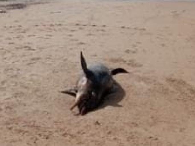 Dolphin found dead on Devgad Mithumbari beach | देवगड-मिठमुंबरी समुद्र किनाऱ्यावर मृतावस्थेत आढळला डॉल्फिन Dolphin found dead on Devgad Mithumbari beach | देवगड-मिठमुंबरी समुद्र किनाऱ्यावर मृतावस्थेत आढळला डॉल्फिन
