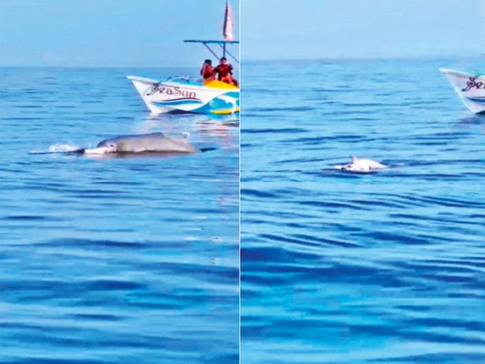 Dolphin struggles to revive dead pup; Heartbreaking scene in the sea near Malvan | मृत पिल्लाला जिवंत करण्यासाठी डॉल्फिनची धडपड; मालवणनजीकच्या समुद्रातील हृदयद्रावक प्रकार
