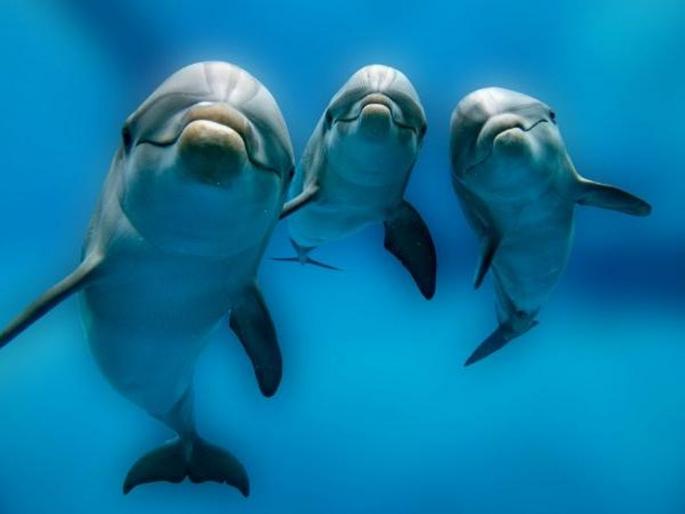 These are the best places to spot dolphins in India | डॉल्फिन्स बघण्यासाठी 'या' ५ ठिकाणांना आवर्जून द्या भेट! These are the best places to spot dolphins in India | डॉल्फिन्स बघण्यासाठी 'या' ५ ठिकाणांना आवर्जून द्या भेट!