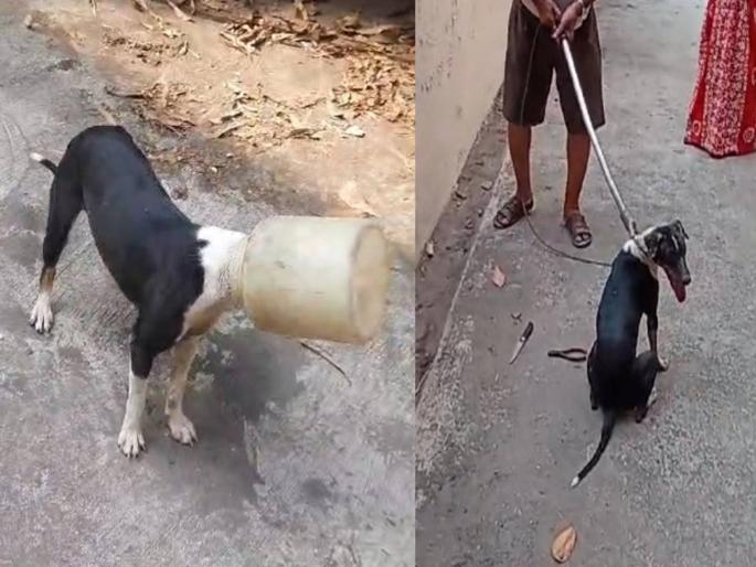 dog trapped in a jar for three hours was rescued |  तब्बल तीन तास बरणी मध्ये अडकलेल्या श्वानाची पॉज कडून सुटका dog trapped in a jar for three hours was rescued |  तब्बल तीन तास बरणी मध्ये अडकलेल्या श्वानाची पॉज कडून सुटका