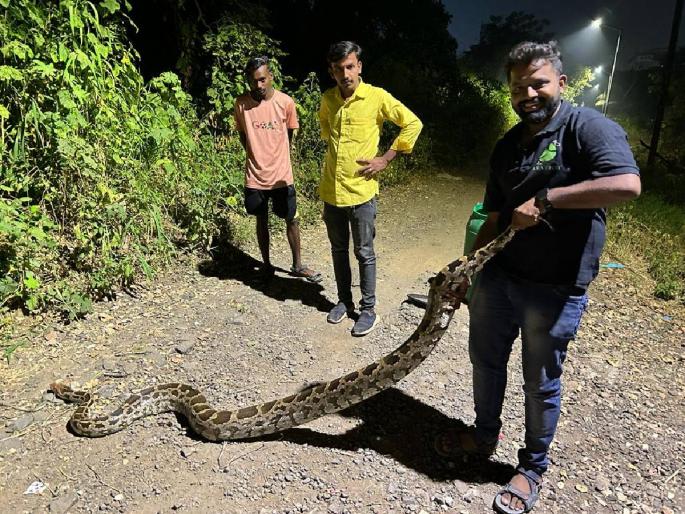Gave life to the giant python, | महाकाय अजगराला दिले जीवदान; जंगलात सोडले Gave life to the giant python, | महाकाय अजगराला दिले जीवदान; जंगलात सोडले