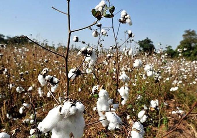 Domestic BT cotton production declines! | देशी बीटी कपाशीचे उत्पादन घटले ! Domestic BT cotton production declines! | देशी बीटी कपाशीचे उत्पादन घटले !
