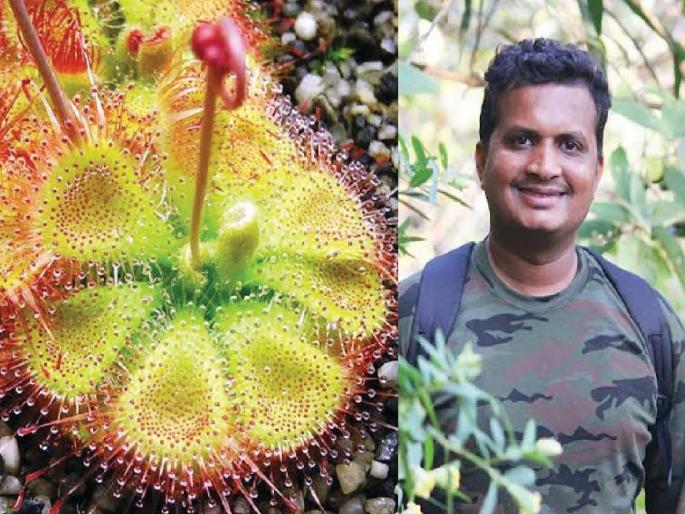 Rare insectivorous plant found in Ker Sindhudurg, nature of Dodamarg is giving a shout out to researchers | Sindhudurg: केर येथे सापडली दुर्मीळ कीटकभक्षी वनस्पती, दोडामार्गचा निसर्ग घालतोय अभ्यासकांना साद Rare insectivorous plant found in Ker Sindhudurg, nature of Dodamarg is giving a shout out to researchers | Sindhudurg: केर येथे सापडली दुर्मीळ कीटकभक्षी वनस्पती, दोडामार्गचा निसर्ग घालतोय अभ्यासकांना साद