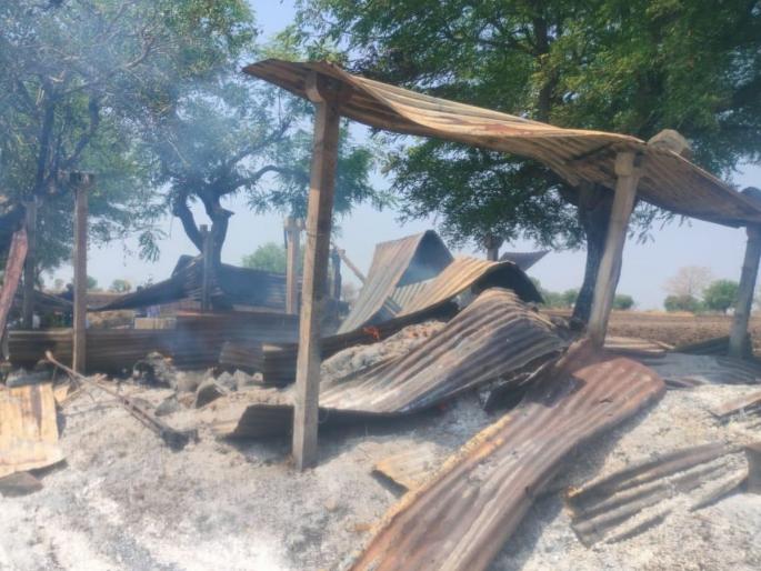 Buldhana: In Nagapur, two cattle were killed in a power outage at a farm | Buldhana: नागापूर येथे गाेठ्यावर वीज काेसळली, दाेन गुरे ठार Buldhana: In Nagapur, two cattle were killed in a power outage at a farm | Buldhana: नागापूर येथे गाेठ्यावर वीज काेसळली, दाेन गुरे ठार