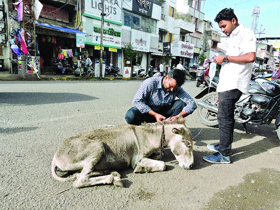 A grenade stuck in the Moti Chowk with a line! | मोती चौकात तडफडणाऱ्या गाढवाला सलाईन लावून जीवदान! A grenade stuck in the Moti Chowk with a line! | मोती चौकात तडफडणाऱ्या गाढवाला सलाईन लावून जीवदान!