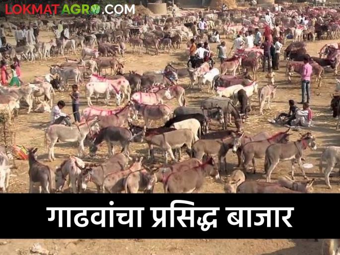 What is seen while buying and selling donkeys, how does the market work? | गाढवांची खरेदी-विक्री करताना काय पाहिलं जाते, कसा चालतो बाजार? What is seen while buying and selling donkeys, how does the market work? | गाढवांची खरेदी-विक्री करताना काय पाहिलं जाते, कसा चालतो बाजार?