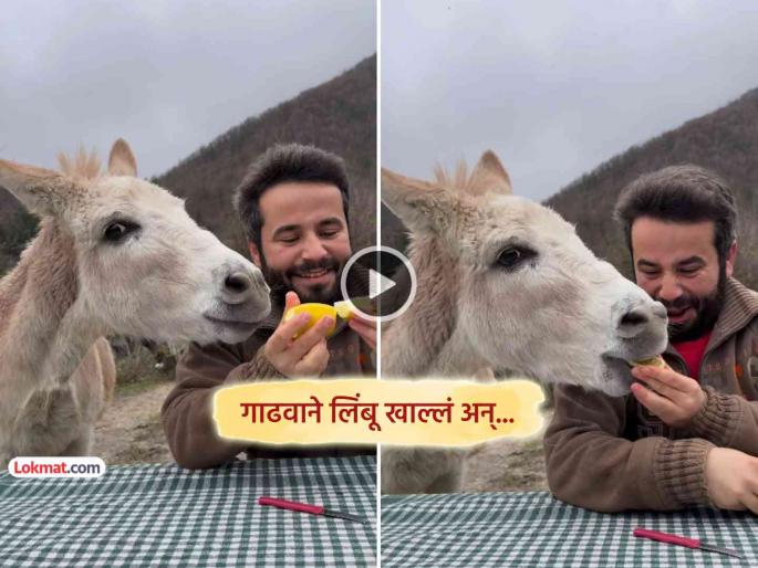 trending viral video donkey tastes lemon for first time see what happned next | Video: गाढवाने पहिल्यांदाच चाखली लिंबाची चव अन् 'अशी' झाली अवस्था, पाहून तुम्हालाही येईल हसू trending viral video donkey tastes lemon for first time see what happned next | Video: गाढवाने पहिल्यांदाच चाखली लिंबाची चव अन् 'अशी' झाली अवस्था, पाहून तुम्हालाही येईल हसू
