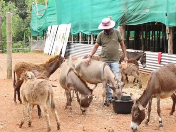 Karnataka man quits his IT job to open a donkey milk farm in Mangaluru | Donkey Milk Business: IT क्षेत्रातील नोकरी सोडून गाढविणीचं दूध विकत आहे ही व्यक्ती, लाखोंमध्ये होत आहे कमाई Karnataka man quits his IT job to open a donkey milk farm in Mangaluru | Donkey Milk Business: IT क्षेत्रातील नोकरी सोडून गाढविणीचं दूध विकत आहे ही व्यक्ती, लाखोंमध्ये होत आहे कमाई