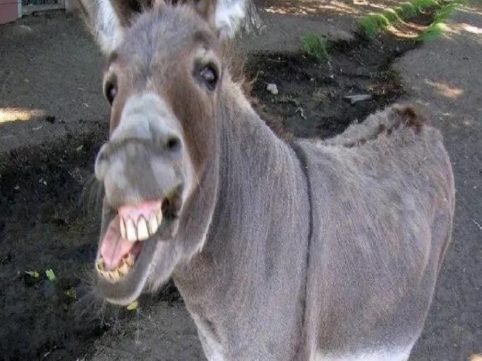 Girl bitten by donkey in Mayani Satara district, seriously injured; A case has been registered against the owner of the donkey | Satara: मायणीत गाढवाने घेतला बालिकेचा चावा, गंभीर जखमी; गाढव मालकावर गुन्हा दाखल Girl bitten by donkey in Mayani Satara district, seriously injured; A case has been registered against the owner of the donkey | Satara: मायणीत गाढवाने घेतला बालिकेचा चावा, गंभीर जखमी; गाढव मालकावर गुन्हा दाखल
