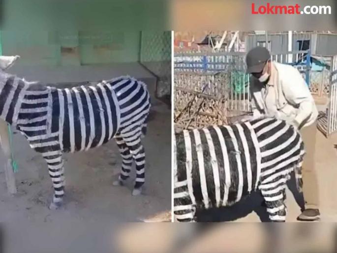 Chinese zoo paints donkey black and white to look like zebra users are shock watch viral video | VIDEO : पर्यटकांना दाखवण्यासाठी गाढवाला बनवलं झेब्रा, प्राणी संग्रहालयाचा अजब कारनामा!
