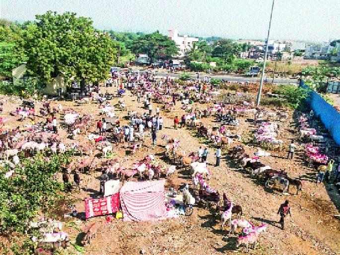 The donkey market is worth 2 crores, Pusanima travels in Jejuri | गाढवांचा बाजार २ कोटींवर, जेजुरीत पौष पौर्णिमा यात्रा The donkey market is worth 2 crores, Pusanima travels in Jejuri | गाढवांचा बाजार २ कोटींवर, जेजुरीत पौष पौर्णिमा यात्रा