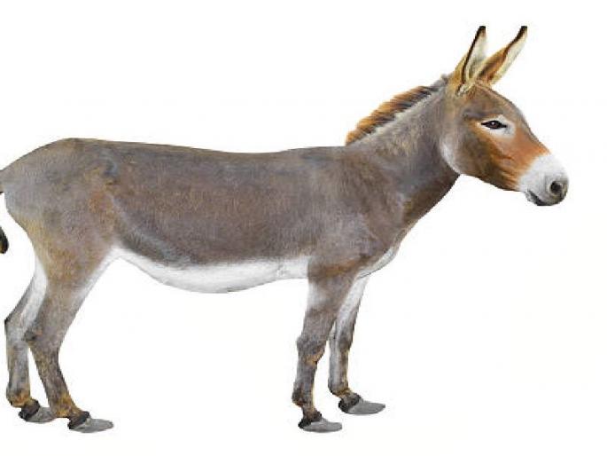 The donkey suffered 5,115 pounds due to the donation | गाढवामुळे मालकाला ५,११५ पौंडांचा फटका The donkey suffered 5,115 pounds due to the donation | गाढवामुळे मालकाला ५,११५ पौंडांचा फटका