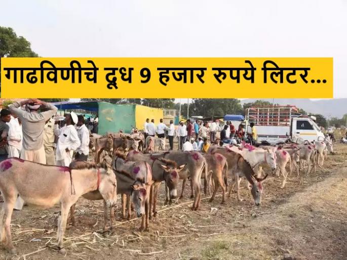 Latest News Donkey's milk is getting price of nine thousand in ahmadnagar madhi festival | Donkey Milk : गाढविणीच्या दुधाला मिळतोय नऊ हजारांचा भाव, नेमकं कारण काय?