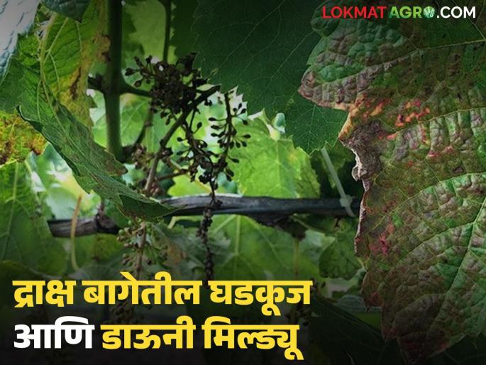 Latest News measures will be important for controlling powdery mildew and downy mildew in grape bag | Grape Downy Mildew : द्राक्ष बागेतील घडकुज व डाऊनी मिल्ड्यूवर 'या' उपाययोजना महत्त्वाच्या ठरतील 