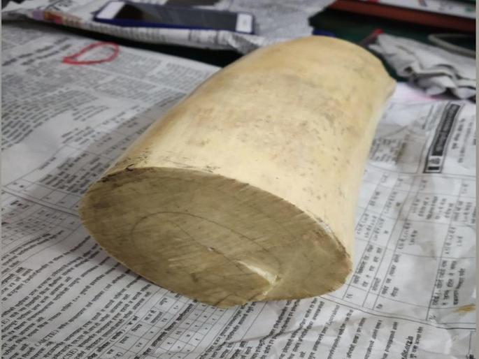 Two and half kilo of ivory smugglers arrested by police | अडिच किलोचे हस्तिदंत तस्करी करणाऱ्या दुकलीला अटक Two and half kilo of ivory smugglers arrested by police | अडिच किलोचे हस्तिदंत तस्करी करणाऱ्या दुकलीला अटक