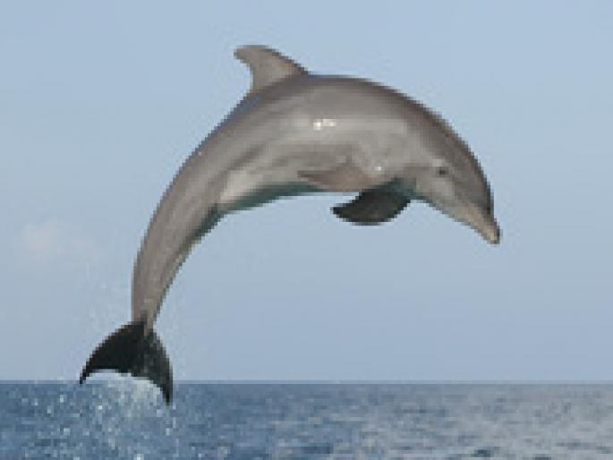 71 scientists came together to save the dolphins | डॉल्फिनला वाचविण्यासाठी ७१ शास्त्रज्ञ आले एकत्र, समोर अनेक आव्हाने 71 scientists came together to save the dolphins | डॉल्फिनला वाचविण्यासाठी ७१ शास्त्रज्ञ आले एकत्र, समोर अनेक आव्हाने