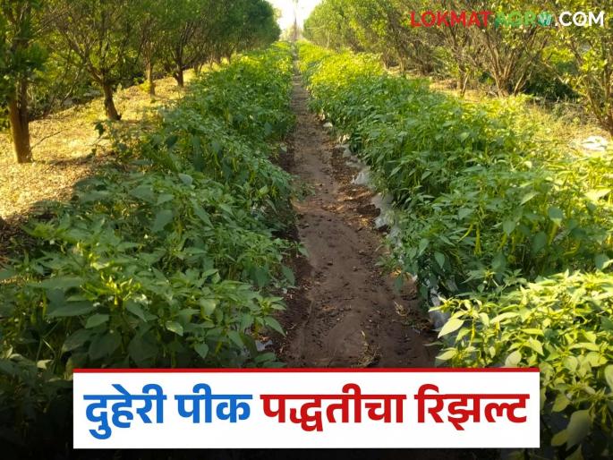 Double Cropping: Successful experiment of double cropping system; Chillies bloom in orange garden! Read in detail | Double Cropping : दुहेरी पीक पद्धतीचा यशस्वी प्रयोग; संत्रा बागेत फुलली मिरची! वाचा सविस्तर Double Cropping: Successful experiment of double cropping system; Chillies bloom in orange garden! Read in detail | Double Cropping : दुहेरी पीक पद्धतीचा यशस्वी प्रयोग; संत्रा बागेत फुलली मिरची! वाचा सविस्तर