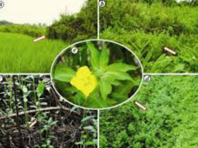 Biodiversity Board conservation of species, selection of 650 villages in Solapur district | जैवविविधता मंडळ करणार प्रजातींचे संवर्धन, सोलापूर जिल्ह्यातील ६५० गावांची निवड Biodiversity Board conservation of species, selection of 650 villages in Solapur district | जैवविविधता मंडळ करणार प्रजातींचे संवर्धन, सोलापूर जिल्ह्यातील ६५० गावांची निवड