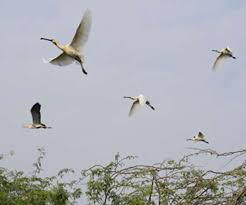 Declare 'Bird Week' at Government level; | शासन स्तरावर ‘पक्षी सप्ताह’ घोषित करा; पक्षीमित्र पर्यावरणमंत्र्यांना निवेदन देणार Declare 'Bird Week' at Government level; | शासन स्तरावर ‘पक्षी सप्ताह’ घोषित करा; पक्षीमित्र पर्यावरणमंत्र्यांना निवेदन देणार