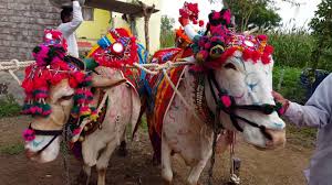 Hundreds of years old tradition of hive is broken this year | पोळ्याची शेकडो वर्षांची परंपरा यंदा खंडित Hundreds of years old tradition of hive is broken this year | पोळ्याची शेकडो वर्षांची परंपरा यंदा खंडित