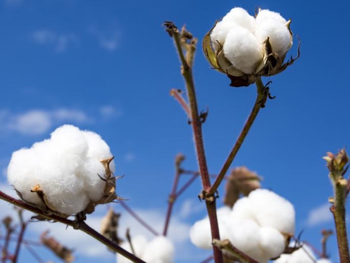  Purchase of 5 lakh quintals of cotton in Khandesh | खान्देशात २५ लाख क्ंिवटल कापसाची खरेदी