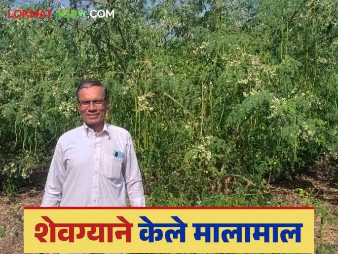 The success story of a doctor who brought prosperity from a 30 acre drumstick farm in Sankh village; Read in detail | संख गावात ३० एकर शेवग्याच्या शेतीतून समृद्धी आणणाऱ्या डॉक्टरची यशोगाथा; वाचा सविस्तर The success story of a doctor who brought prosperity from a 30 acre drumstick farm in Sankh village; Read in detail | संख गावात ३० एकर शेवग्याच्या शेतीतून समृद्धी आणणाऱ्या डॉक्टरची यशोगाथा; वाचा सविस्तर