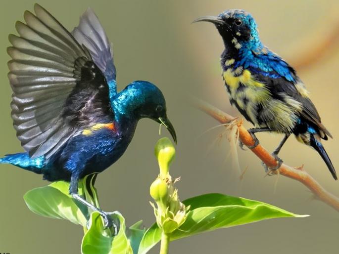 Salim ali bird sanctuary in goa | निसर्गसौंदर्य जवळून अनुभवण्यासाठी बेस्ट आहे गोव्यातील 'हे' पक्षी अभयारण्य! Salim ali bird sanctuary in goa | निसर्गसौंदर्य जवळून अनुभवण्यासाठी बेस्ट आहे गोव्यातील 'हे' पक्षी अभयारण्य!