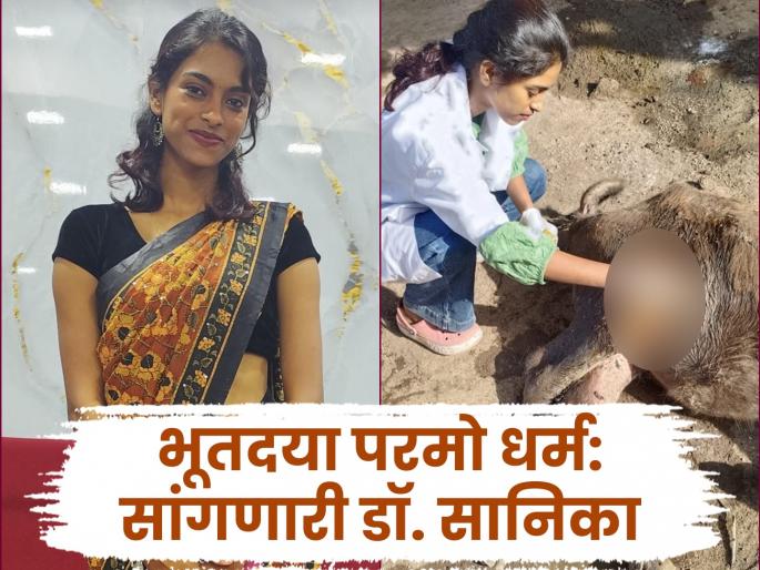 Dr. Sanika Sawant from Kolhapur treats stray animals through a social organization in Gujarat | Women's Day Special: कोल्हापूरची डॉ. सानिका देते भटक्या, अपघातग्रस्त प्राण्यांना नवजीवन, गीरच्या जंगल परिसरात करते काम Dr. Sanika Sawant from Kolhapur treats stray animals through a social organization in Gujarat | Women's Day Special: कोल्हापूरची डॉ. सानिका देते भटक्या, अपघातग्रस्त प्राण्यांना नवजीवन, गीरच्या जंगल परिसरात करते काम