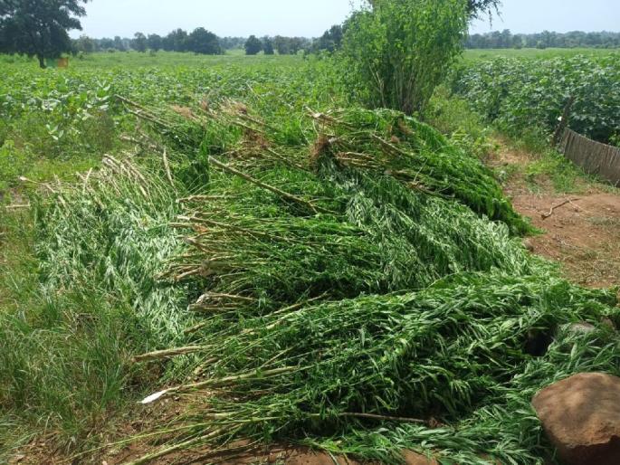 An intercropping of 25 acres of cannabis, 50 police raided in the early morning | चक्क २५ एकरात गांजाचे आंतरपीक, ५० पोलिसांनी घातली पहाटे धाड An intercropping of 25 acres of cannabis, 50 police raided in the early morning | चक्क २५ एकरात गांजाचे आंतरपीक, ५० पोलिसांनी घातली पहाटे धाड
