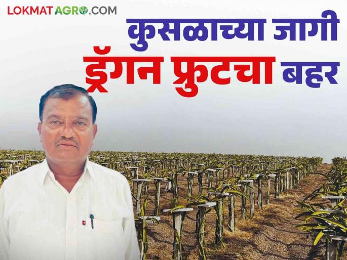 Cost in the first year but profit in the second year Farmer Bira cultivated dragon fruit on five and a half acres | पहिल्या वर्षी खर्च पण दुसऱ्या वर्षी फायदा शेतकरी बिरा यांच्या साडेपाच एकरावरील ड्रॅगन फ्रुटची किमया Cost in the first year but profit in the second year Farmer Bira cultivated dragon fruit on five and a half acres | पहिल्या वर्षी खर्च पण दुसऱ्या वर्षी फायदा शेतकरी बिरा यांच्या साडेपाच एकरावरील ड्रॅगन फ्रुटची किमया