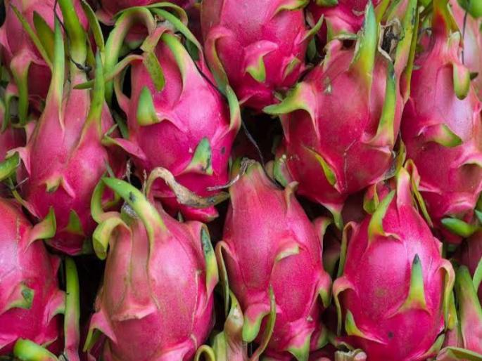 Exotic dragon fruit production booms in Maharashtra; Doubling the rate | परकिय ड्रॅगन फळाचे उत्पादन महाराष्ट्रात जोरात; दरात दुप्पट वाढ Exotic dragon fruit production booms in Maharashtra; Doubling the rate | परकिय ड्रॅगन फळाचे उत्पादन महाराष्ट्रात जोरात; दरात दुप्पट वाढ
