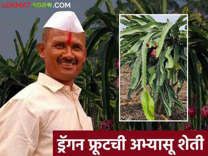 Deshmukh planted dragon fruit by side up the grape crop and now earns so much a year | द्राक्ष पिकाला फाटा देत देशमुखांनी केली ड्रॅगन फ्रूटची लागवड वर्षाला करतायत आता इतकी कमाई Deshmukh planted dragon fruit by side up the grape crop and now earns so much a year | द्राक्ष पिकाला फाटा देत देशमुखांनी केली ड्रॅगन फ्रूटची लागवड वर्षाला करतायत आता इतकी कमाई