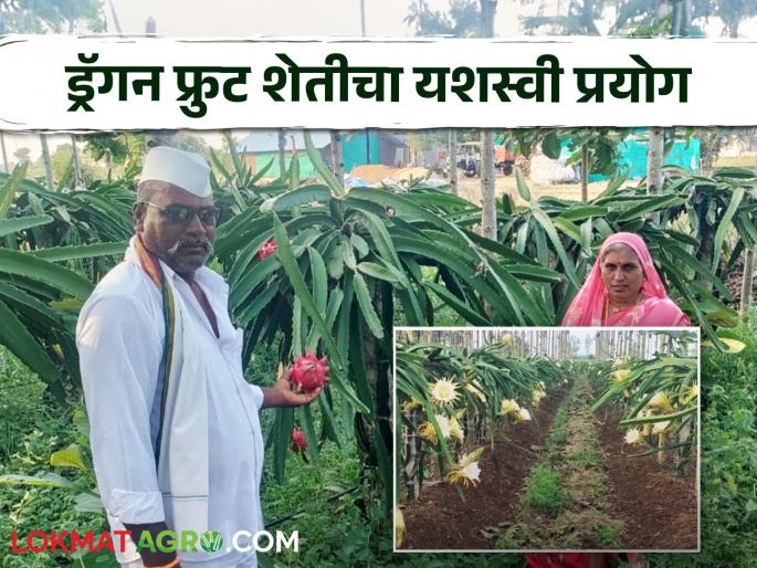 Latest News Dragon Fruit Farming Mangalatai sathe of flourished dragon fruit farming, earning lakhs of rupees annually see details  | Dragon Fruit Farming : एरंडगावच्या मंगलाताईंनी फुलवली ड्रॅगनफ्रूटची शेती, वर्षांकाठी लाखोंचं उत्पन्न 