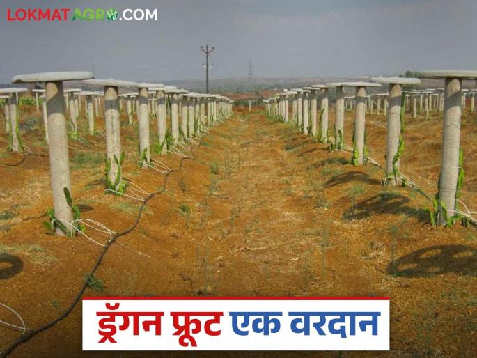 Dragon Fruit Cultivation : Plant dragon fruit once and reap the benefits for 20 years. Read in detail | Dragon Fruit Cultivation: ड्रॅगन फ्रूटची एकदा लागवड करा अन् २० वर्षे उत्पादन घ्या वाचा सविस्तर Dragon Fruit Cultivation : Plant dragon fruit once and reap the benefits for 20 years. Read in detail | Dragon Fruit Cultivation: ड्रॅगन फ्रूटची एकदा लागवड करा अन् २० वर्षे उत्पादन घ्या वाचा सविस्तर