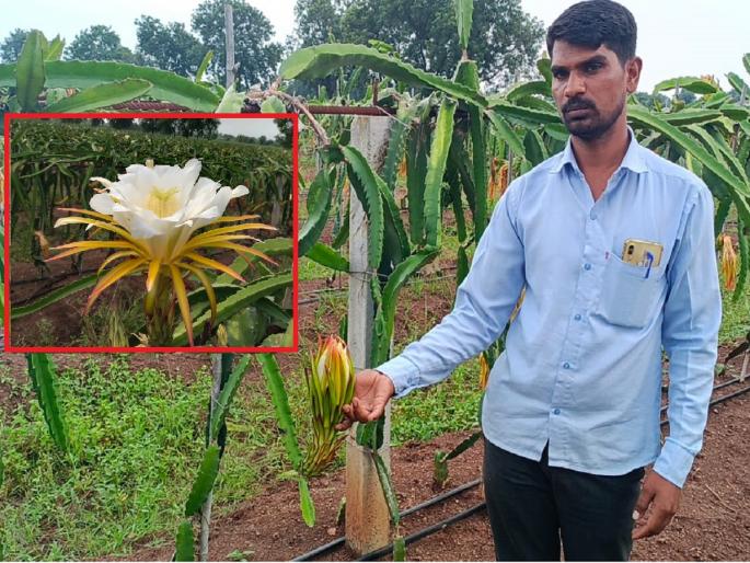 America's Dragon Fruit Cultivation in Aurangabad; Successful cultivation on 100 acres | Video: अमेरिकेच्या ड्रॅगन फ्रूटची शेती औरंगाबादेत धरतेय बाळसे; १०० एकरावर यशस्वी लागवड America's Dragon Fruit Cultivation in Aurangabad; Successful cultivation on 100 acres | Video: अमेरिकेच्या ड्रॅगन फ्रूटची शेती औरंगाबादेत धरतेय बाळसे; १०० एकरावर यशस्वी लागवड