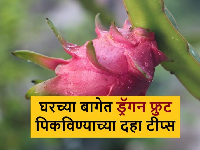 Gardening Tips: Step-by-Step Guide to Growing Dragon Fruit in Your Home Garden | Gardening Tips: घराच्या बागेत ड्रॅगन फ्रुट पिकविण्याच्या १० टिप्स, जाणून घ्या Gardening Tips: Step-by-Step Guide to Growing Dragon Fruit in Your Home Garden | Gardening Tips: घराच्या बागेत ड्रॅगन फ्रुट पिकविण्याच्या १० टिप्स, जाणून घ्या