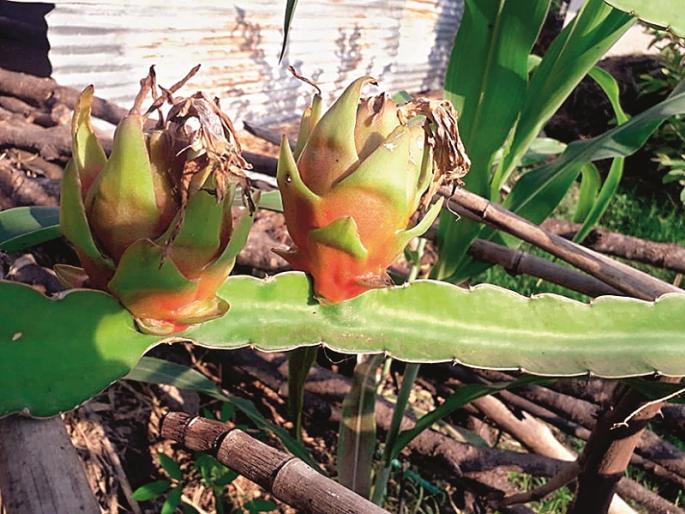 Flaty Dragon Fruit Garden in the Goldpeth; Ability to get conventional cropping | सोनपेठमध्ये फुलतेय ड्रॅगन फळांची बाग; पारंपारिक पिकांना मिळाला समर्थ पर्याय Flaty Dragon Fruit Garden in the Goldpeth; Ability to get conventional cropping | सोनपेठमध्ये फुलतेय ड्रॅगन फळांची बाग; पारंपारिक पिकांना मिळाला समर्थ पर्याय
