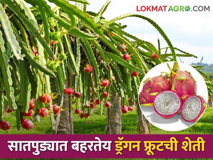 Latest News Education till 12th, experimenting with dragon fruit in farming, now earning lakhs  | Dragon Fruit Farming : बारावीपर्यंत शिक्षण, शेतीत ड्रॅगन फ्रुटचा प्रयोग, आता लाखोंचं उत्पन्न  Latest News Education till 12th, experimenting with dragon fruit in farming, now earning lakhs  | Dragon Fruit Farming : बारावीपर्यंत शिक्षण, शेतीत ड्रॅगन फ्रुटचा प्रयोग, आता लाखोंचं उत्पन्न