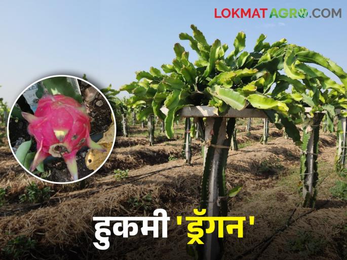 This tree will live for twenty-five years blooming in the drought belt.. How is cultivation done? | दुष्काळी पट्टयात फुलतंय पंचवीस वर्षे जगणारं हे झाड.. कशी केली जाते शेती This tree will live for twenty-five years blooming in the drought belt.. How is cultivation done? | दुष्काळी पट्टयात फुलतंय पंचवीस वर्षे जगणारं हे झाड.. कशी केली जाते शेती